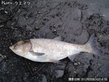 れんぎょ�