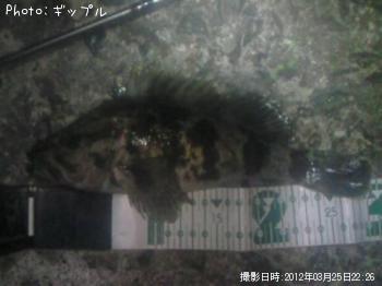 カサゴ