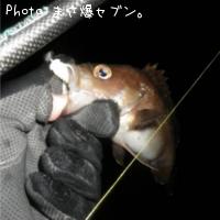 エゾメバル