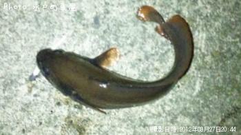 エゾイソアイナメ