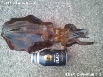 アオリイカ