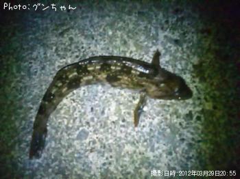 ʥ