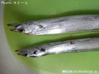 太刀魚