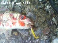 ҥ᥸
