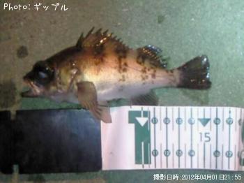 メバル