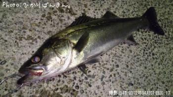 シーバス