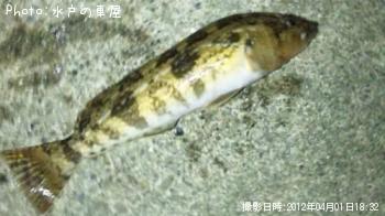 アイナメ