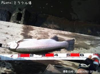 レインボートラウト