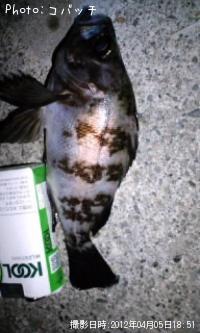 メバル