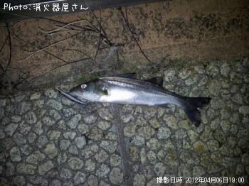 シーバス