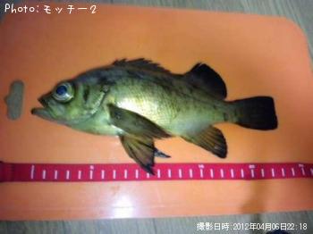 メバル