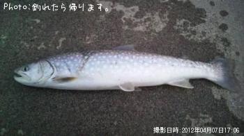 アメマス