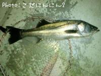 シーバス