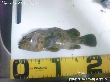 タケノコメバル