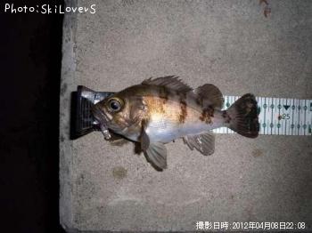 メバル