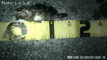 カサゴ