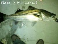 シーバス