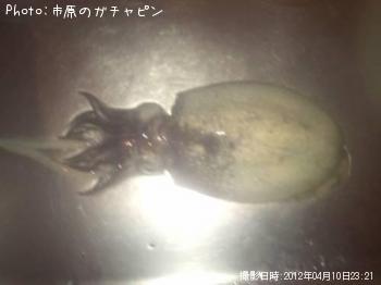 シリヤケイカ
