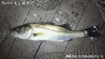 メバル