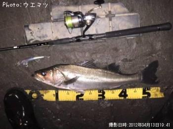 シーバス