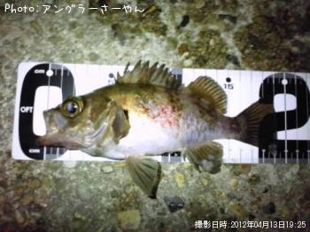 メバル