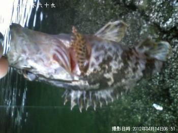 タケノコメバル