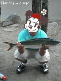 ハマチ