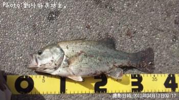 ブラックバス