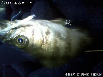 メバル
