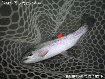 レインボートラウト