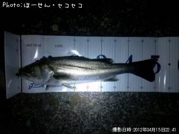 シーバス