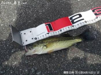 ブラックバス