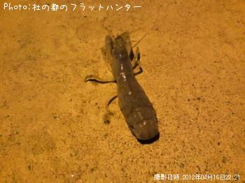 シャコ