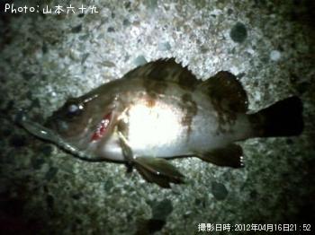 メバル
