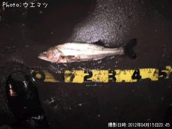 シーバス�