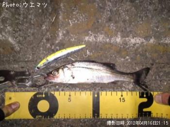シーバス�