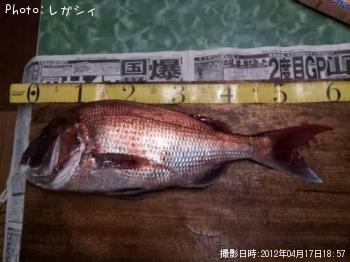 真鯛