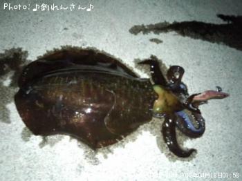 水烏賊
