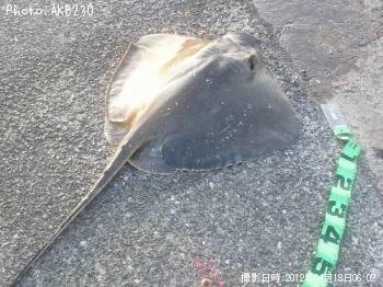 アカエイ