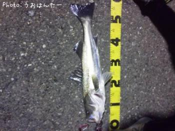 シーバス