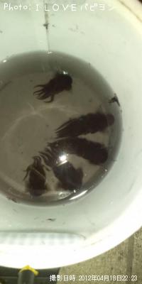 ミミイカ