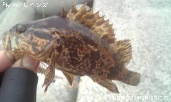 タケノコメバル