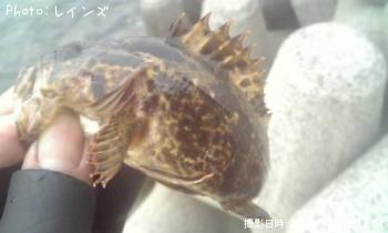 タケノコメバル