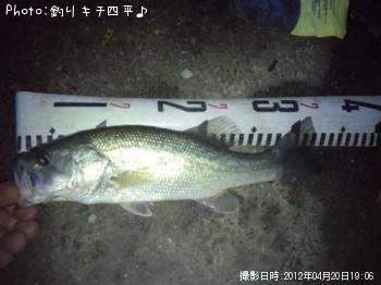 ブラックバス