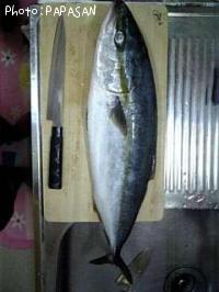 饵