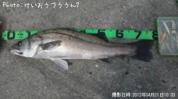 シーバス