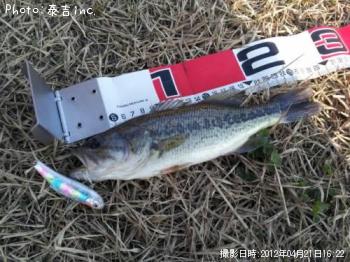 ブラックバス