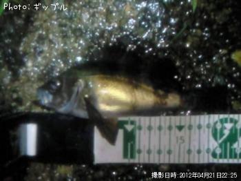 メバル