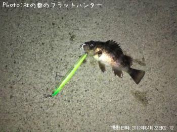 メバル