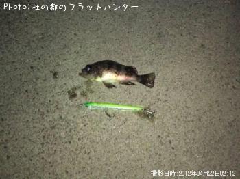 メバル
